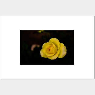 single yellow rose blossom on black background Posters and Art